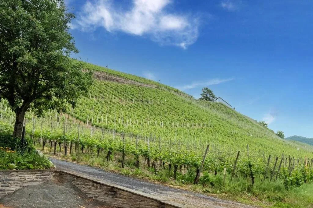 Terrassierter Weinberg am Hang unter blauem Himmel, im Vordergrund ein Baum und ein Kiesweg